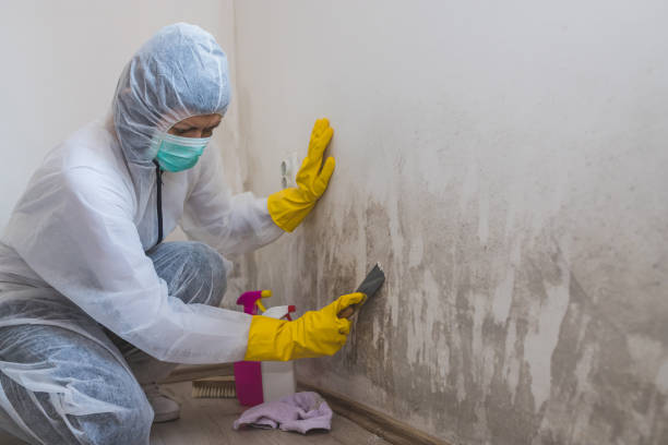 Best Attic Mold Removal  in Harvey, LA